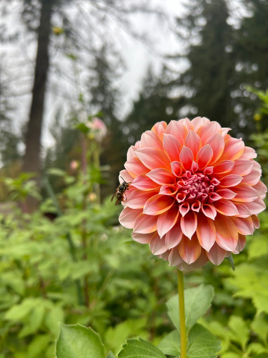 Peaches N’ Cream
