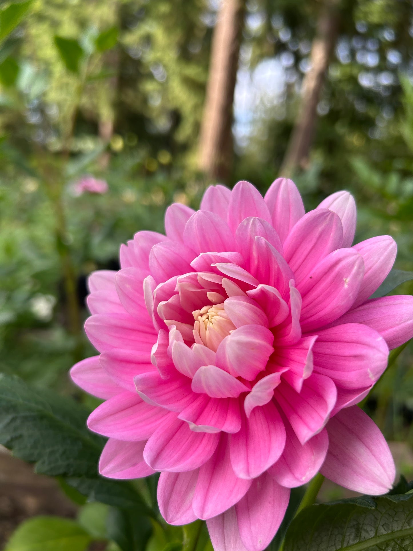HollyHill Pink Parfait