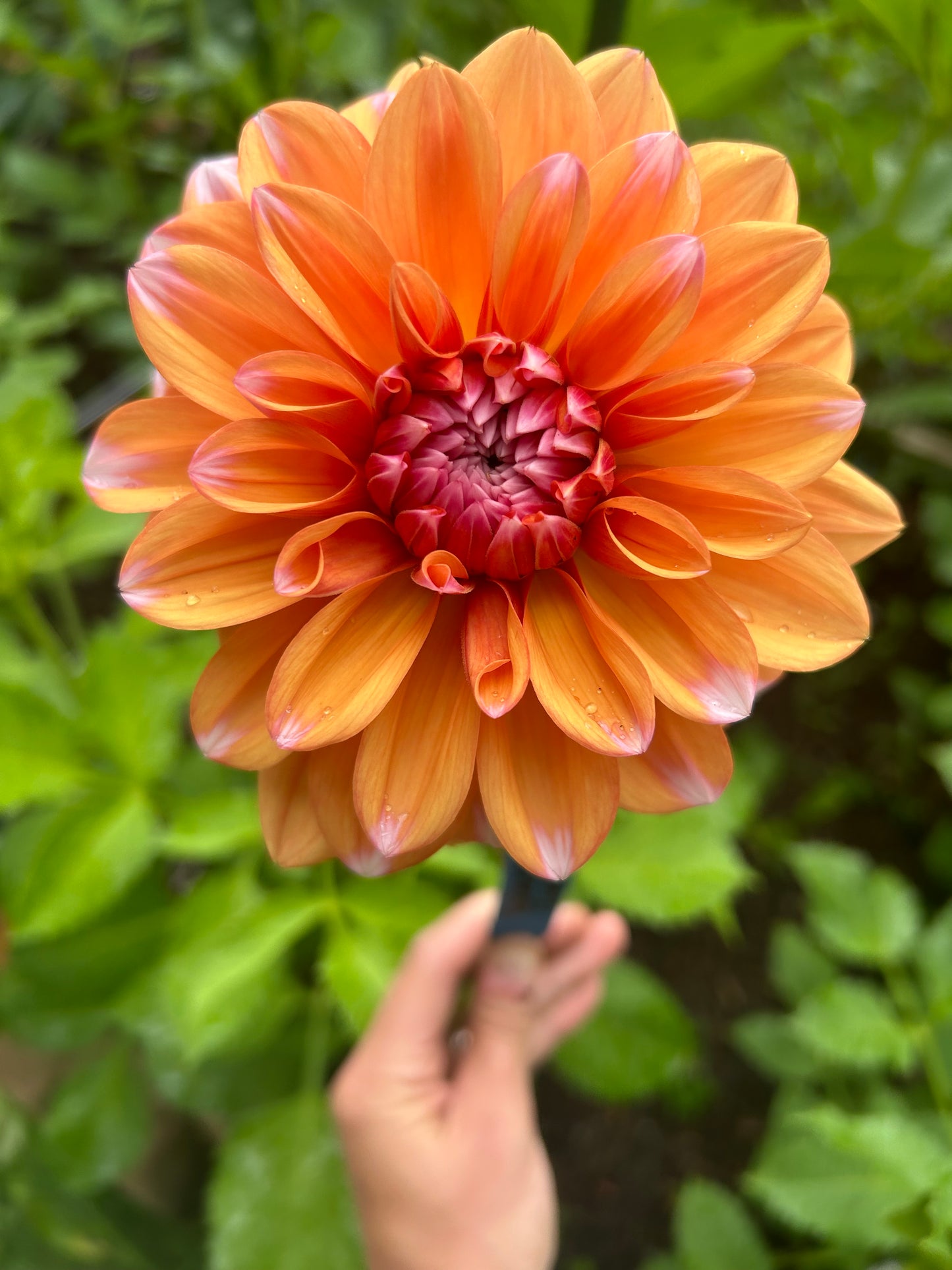 Robann Creamsicle ✨A Pipers Fav✨