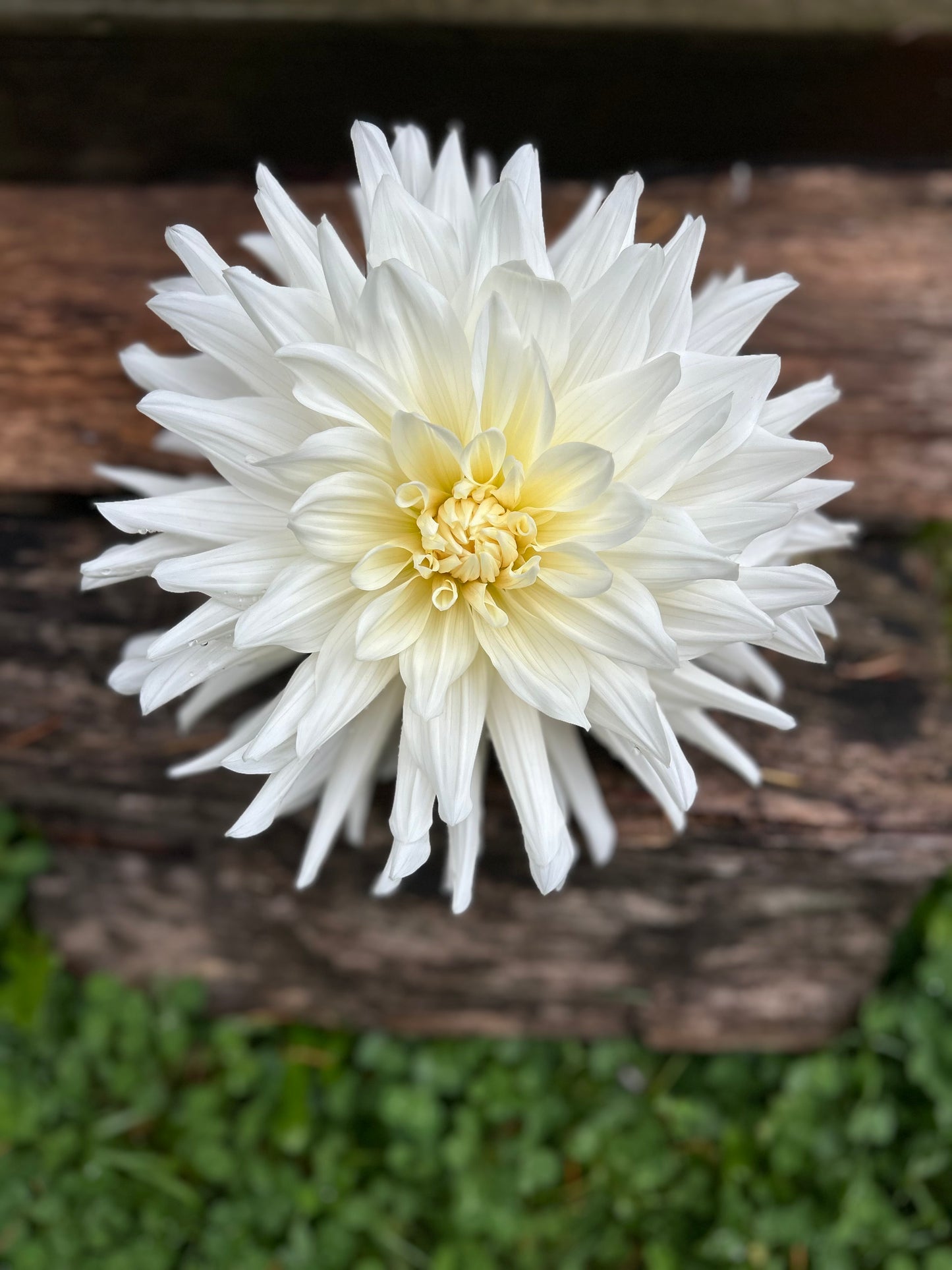 Rogue Starburst