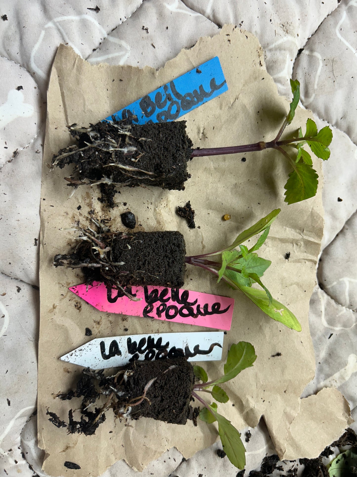 Fall Shipped Rooted Dahlia Cutting- La Belle Epoque