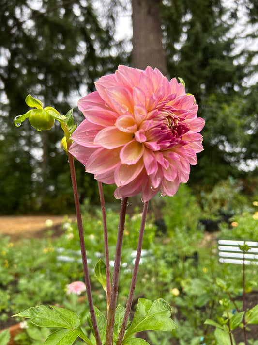 Fall Shipped Rooted Dahlia cutting -Cameo peach