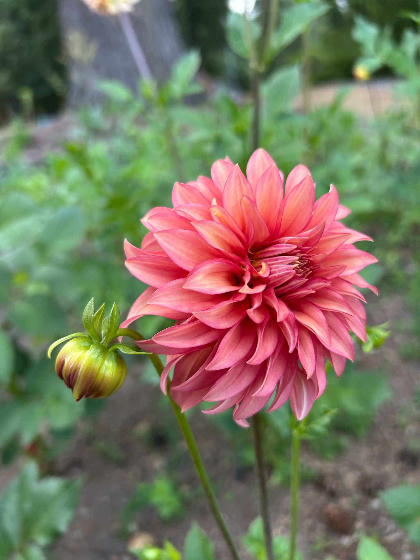 Clearview Cinnabar
