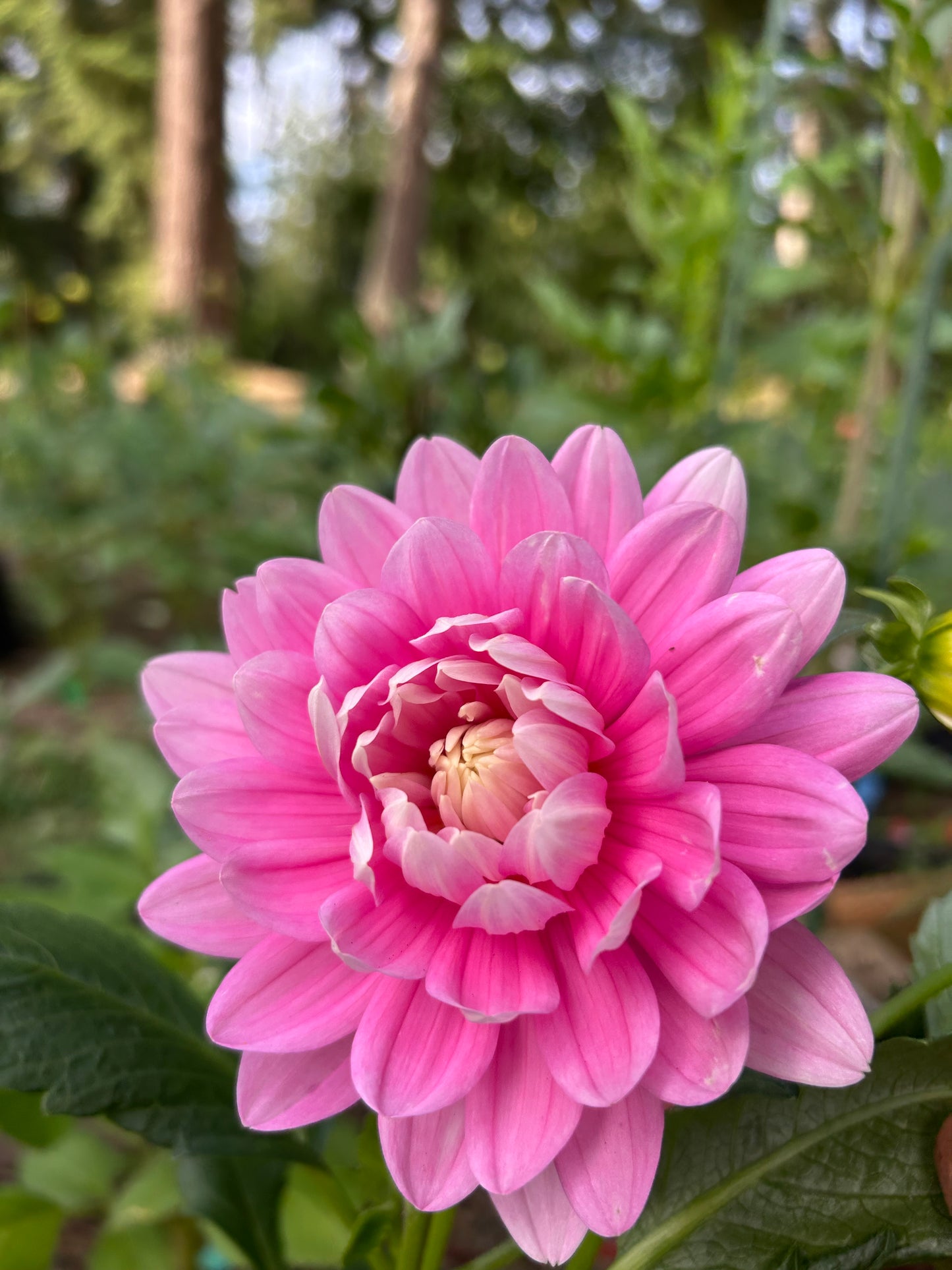 HollyHill Pink Parfait