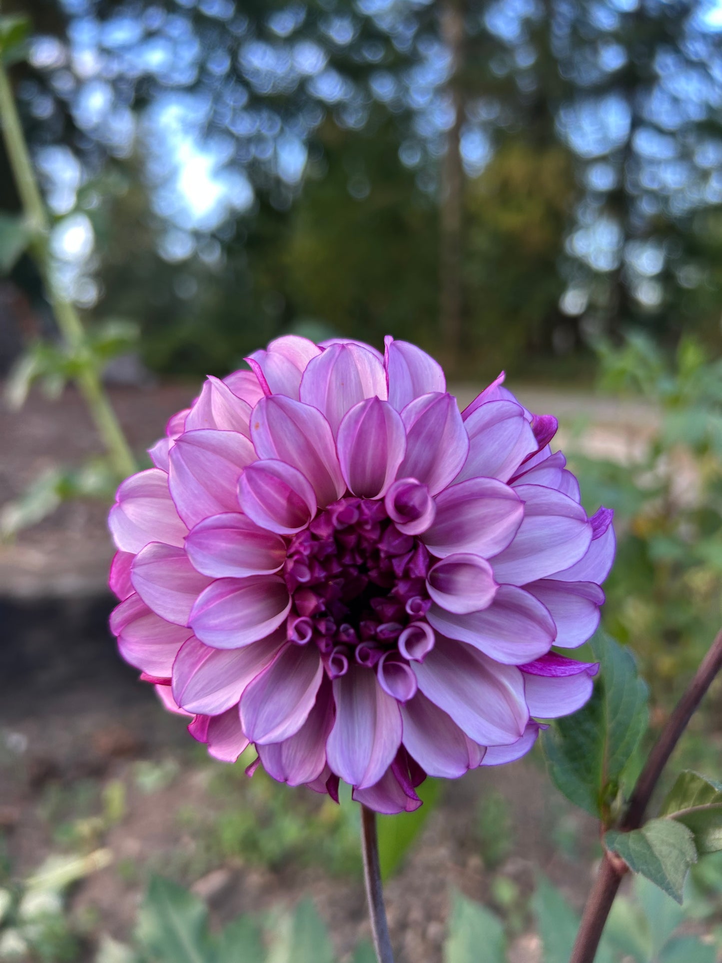 Blueberry Classic đź–¤