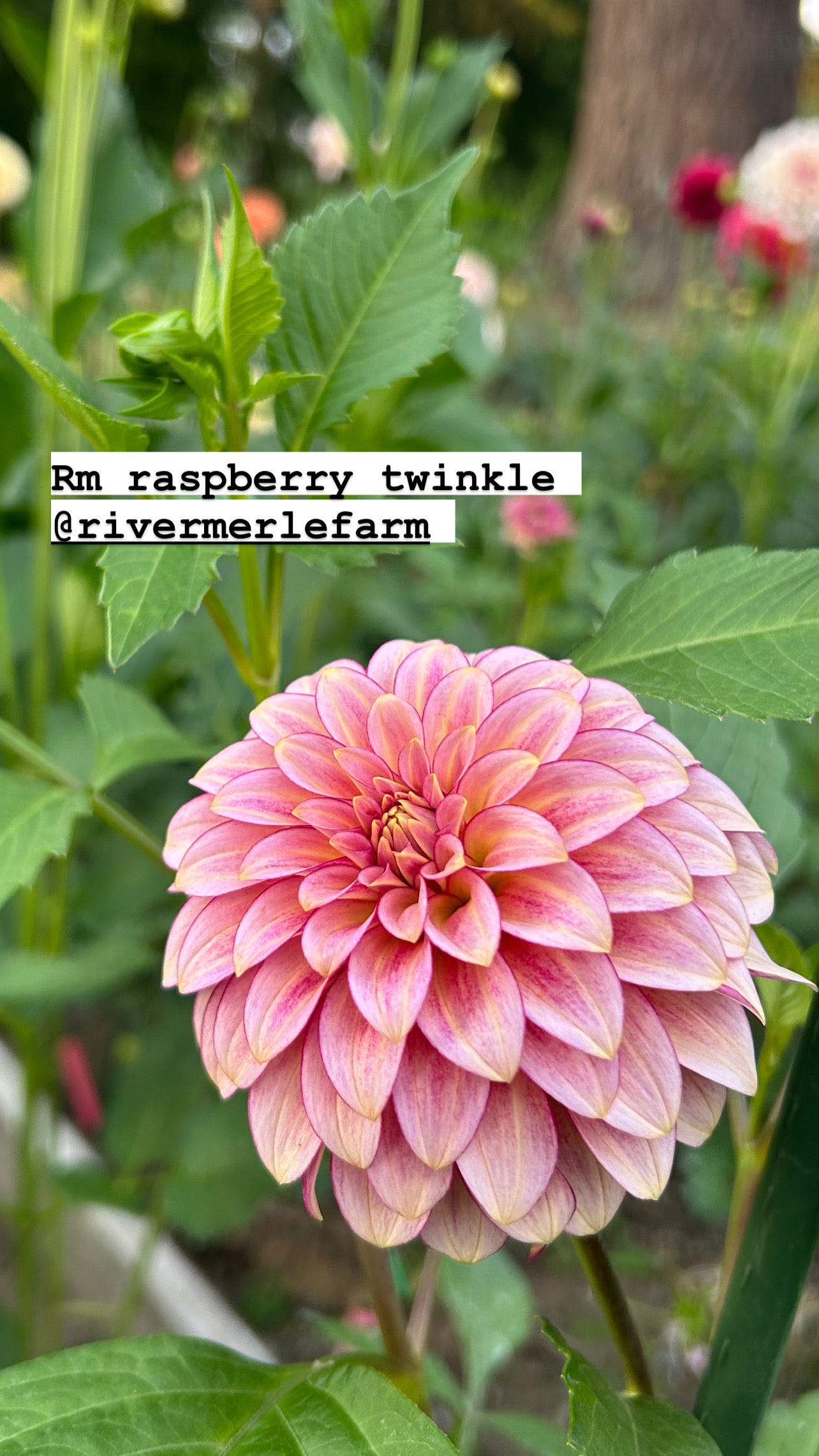 RM Raspberry Twinkle