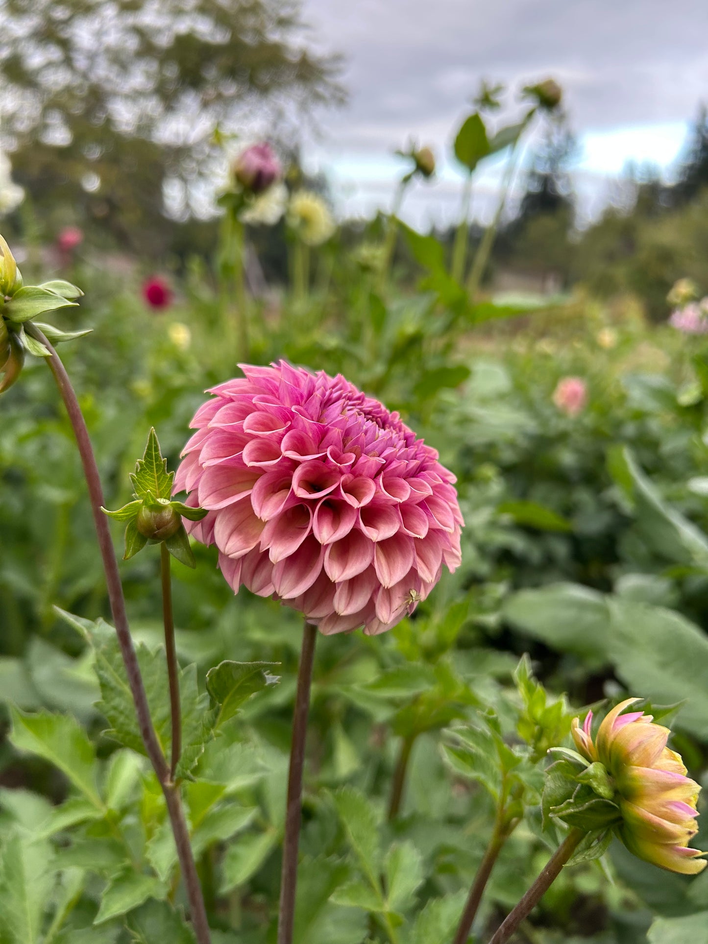 Bracken Rose