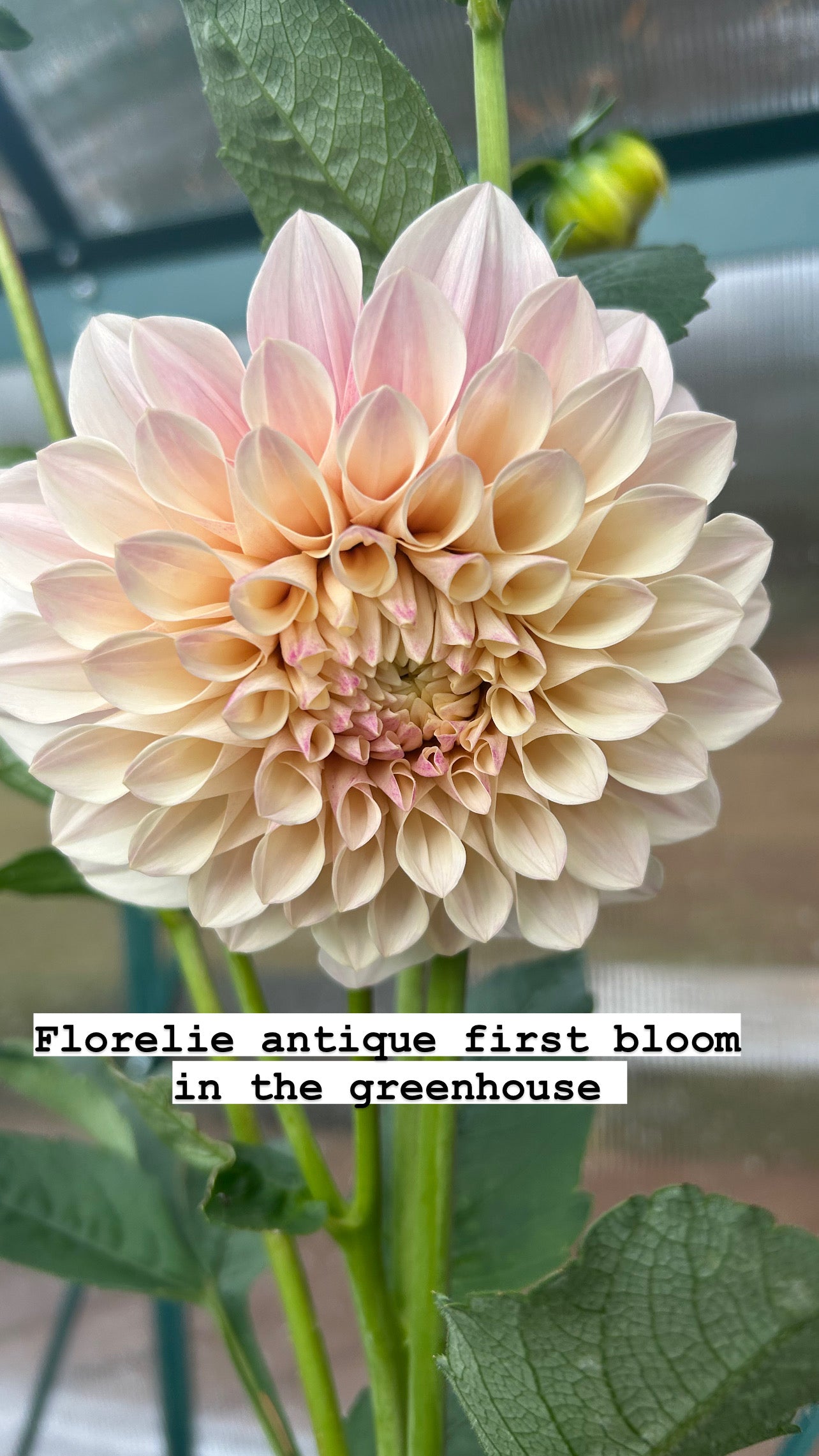 Florelie Antique