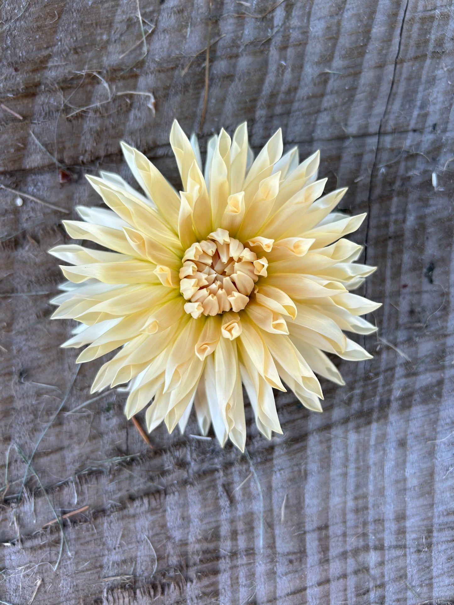 Cafe De Paris🤍🤍