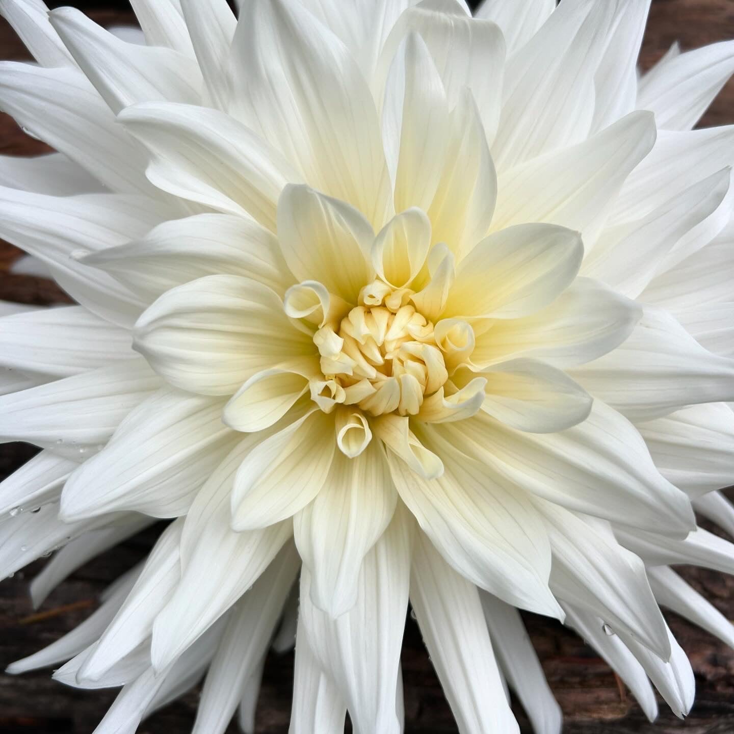 Rogue Starburst