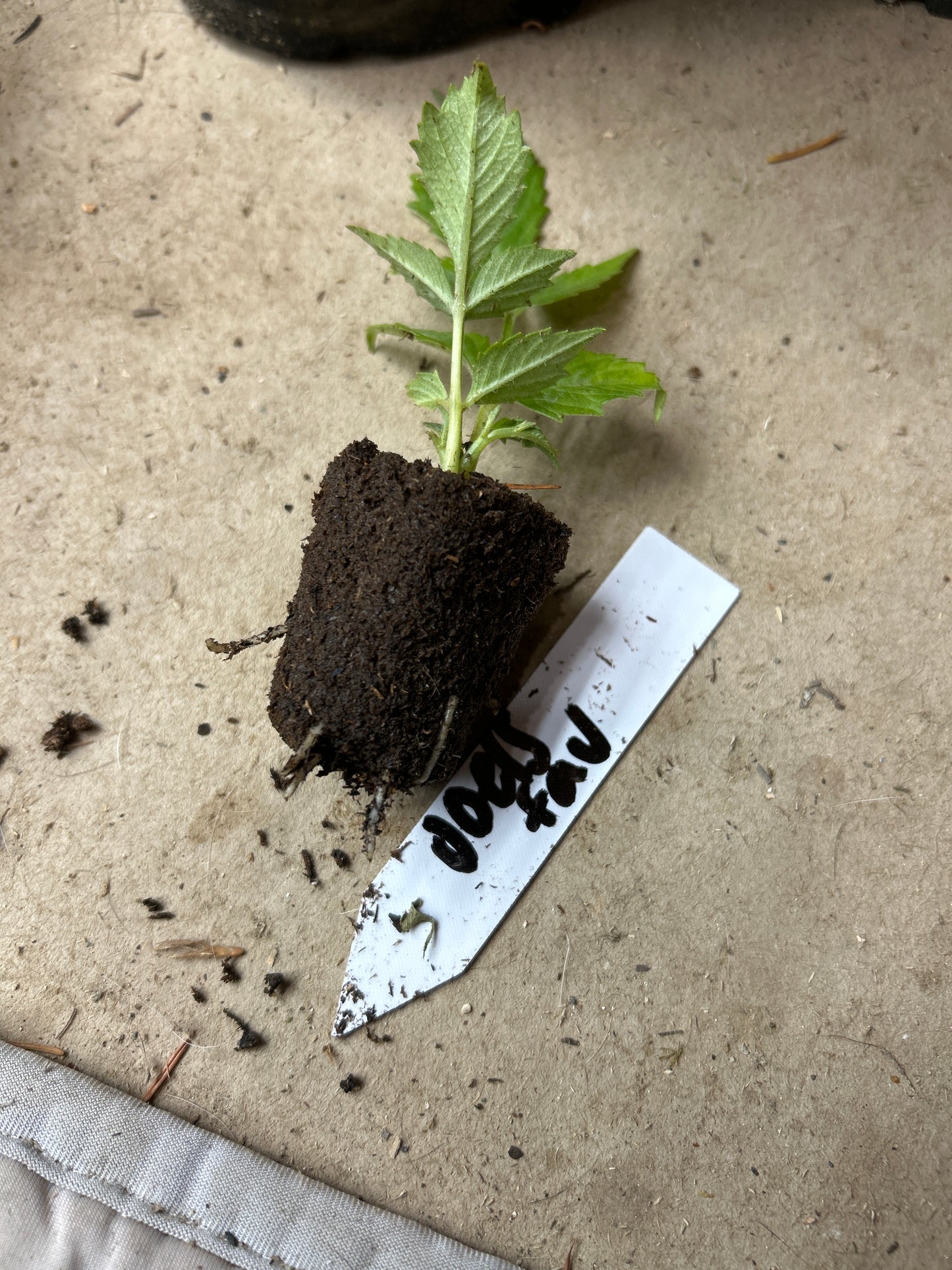 Fall shipped rooted dahlia cutting - Joel’s Favorite