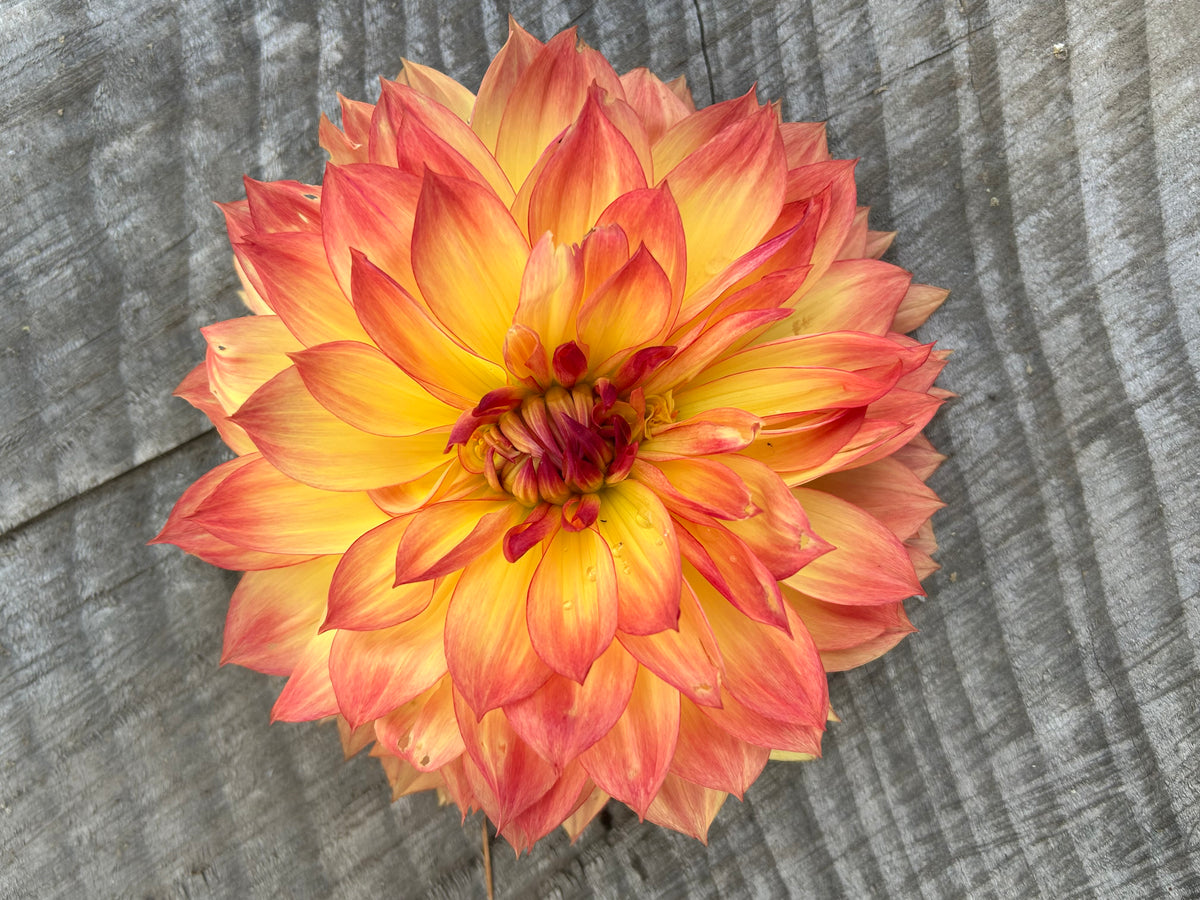 Aloa sunset queen