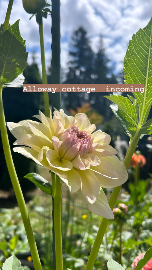 Fall shipped rooted dahlia cutting- Alloway cottage