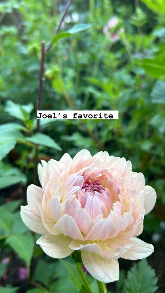 Fall shipped rooted dahlia cutting - Joel’s Favorite