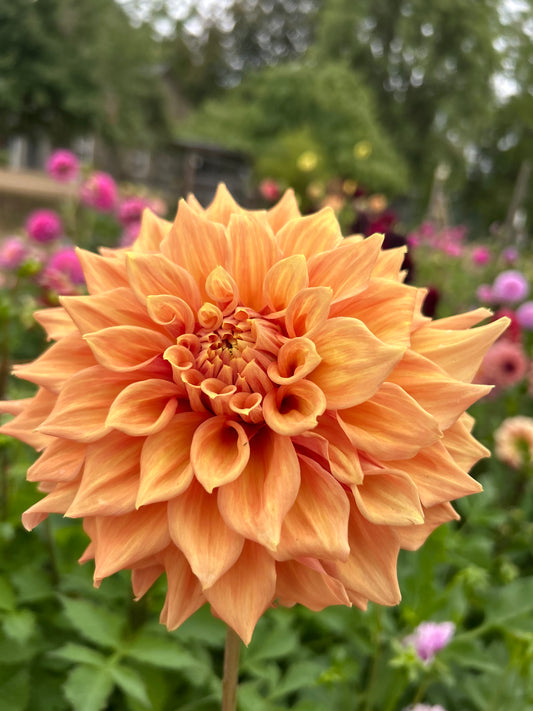 Everbloom Terracotta Rooted Cutting