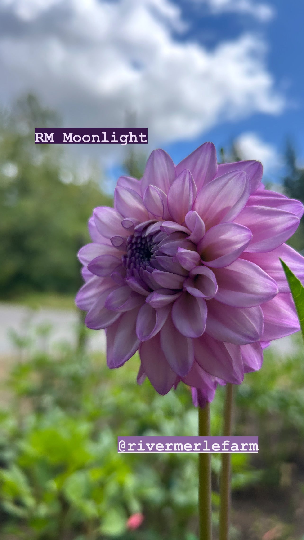 RM Moonlight