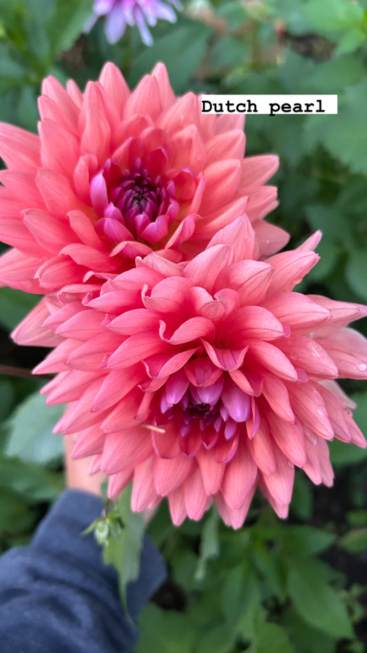 Dutch pearl 🇳🇱