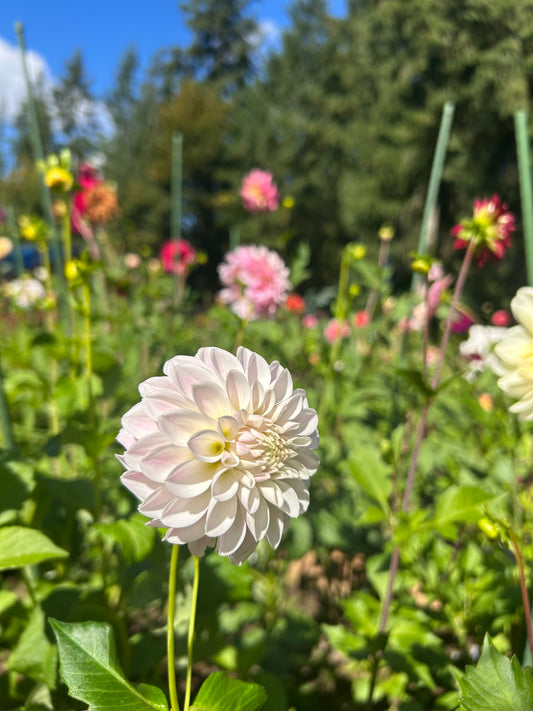 Tahoma Kellie
