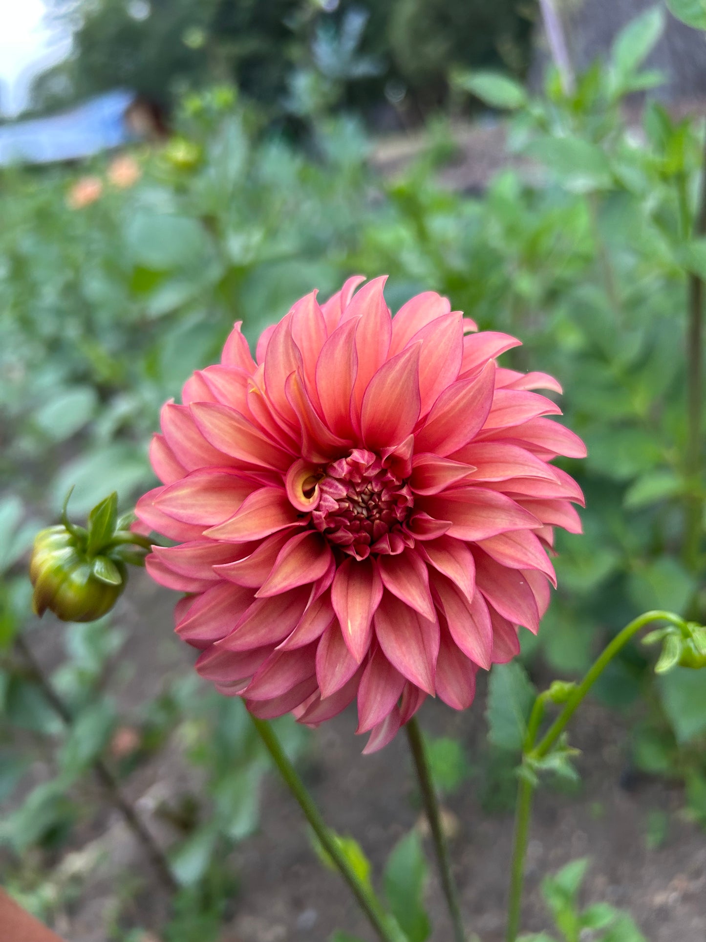 Clearview Cinnabar