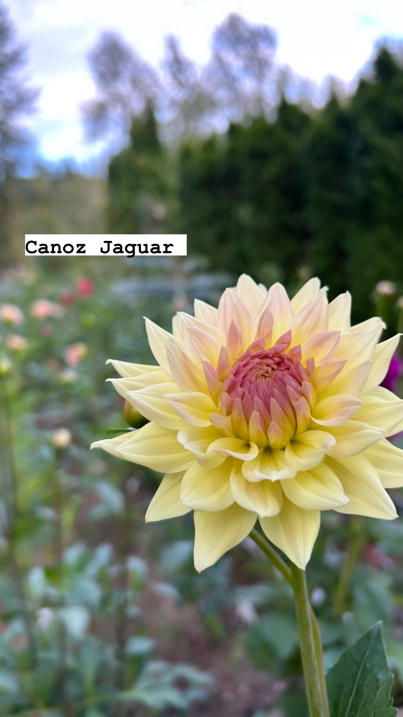 Canoz Jaguar
