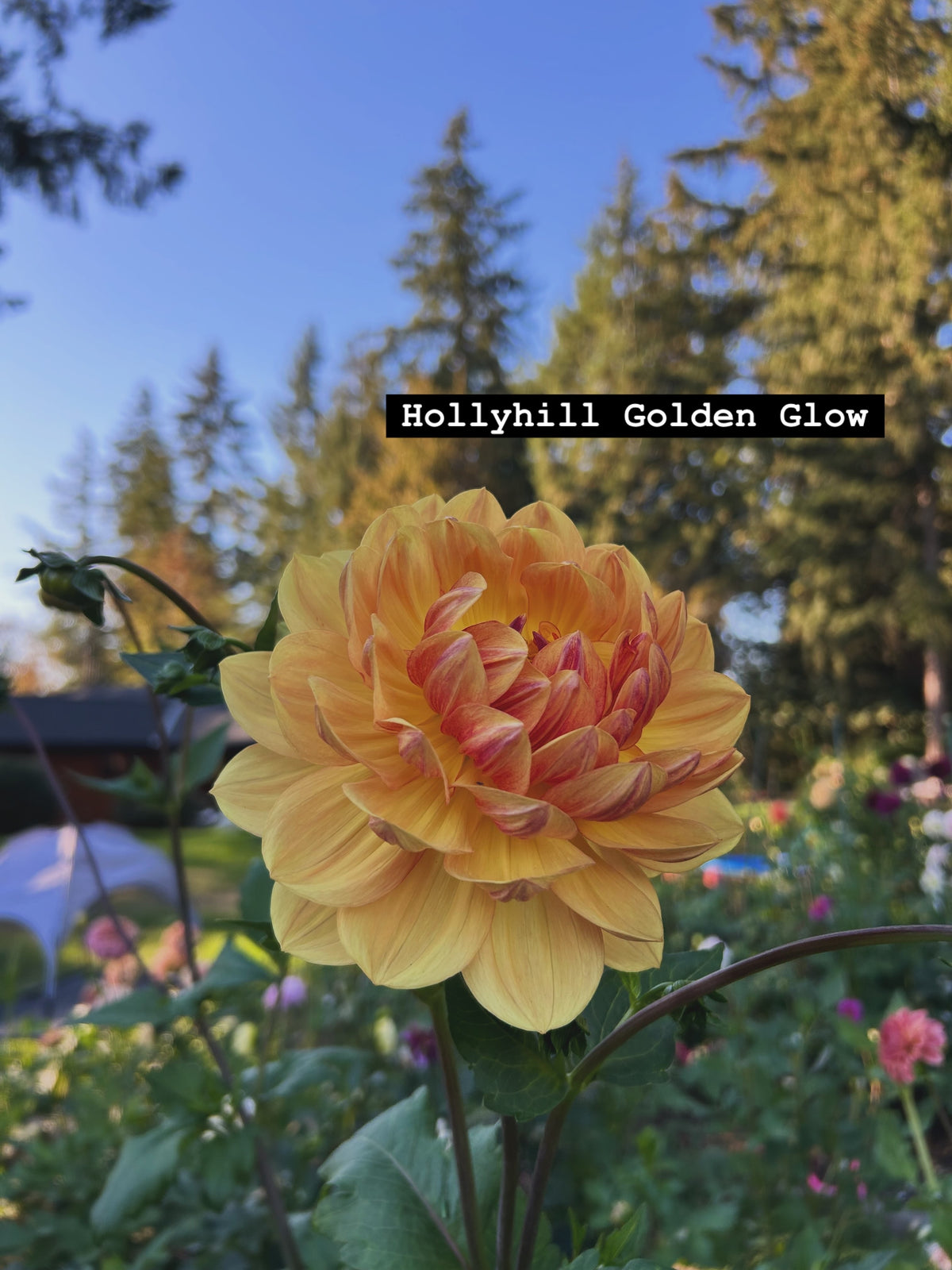 Hollyhill Golden Glow