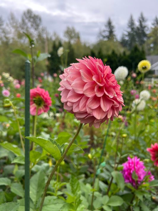 Fall shipped rooted dahlia cutting- Levi’s Dreamwalk