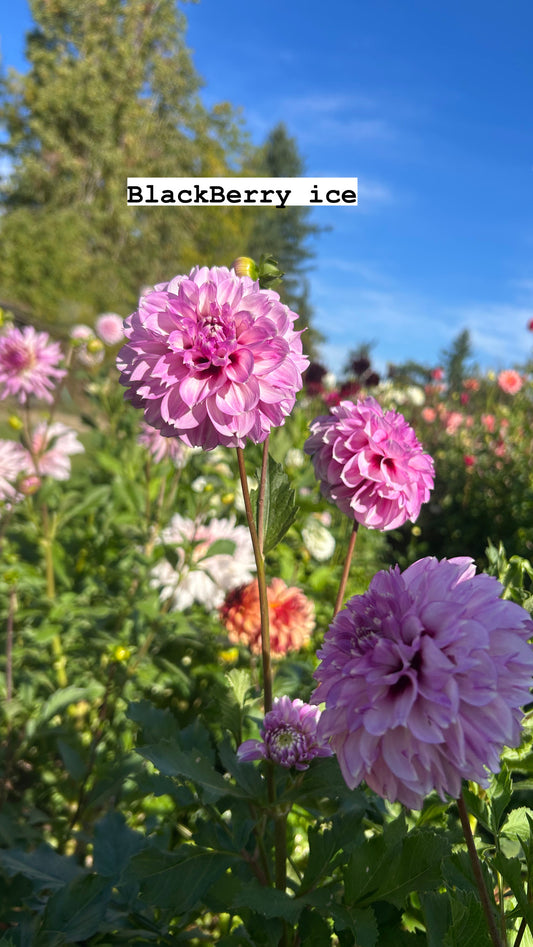 Blackberry Ice 🖤 A Pipers Fav 🖤