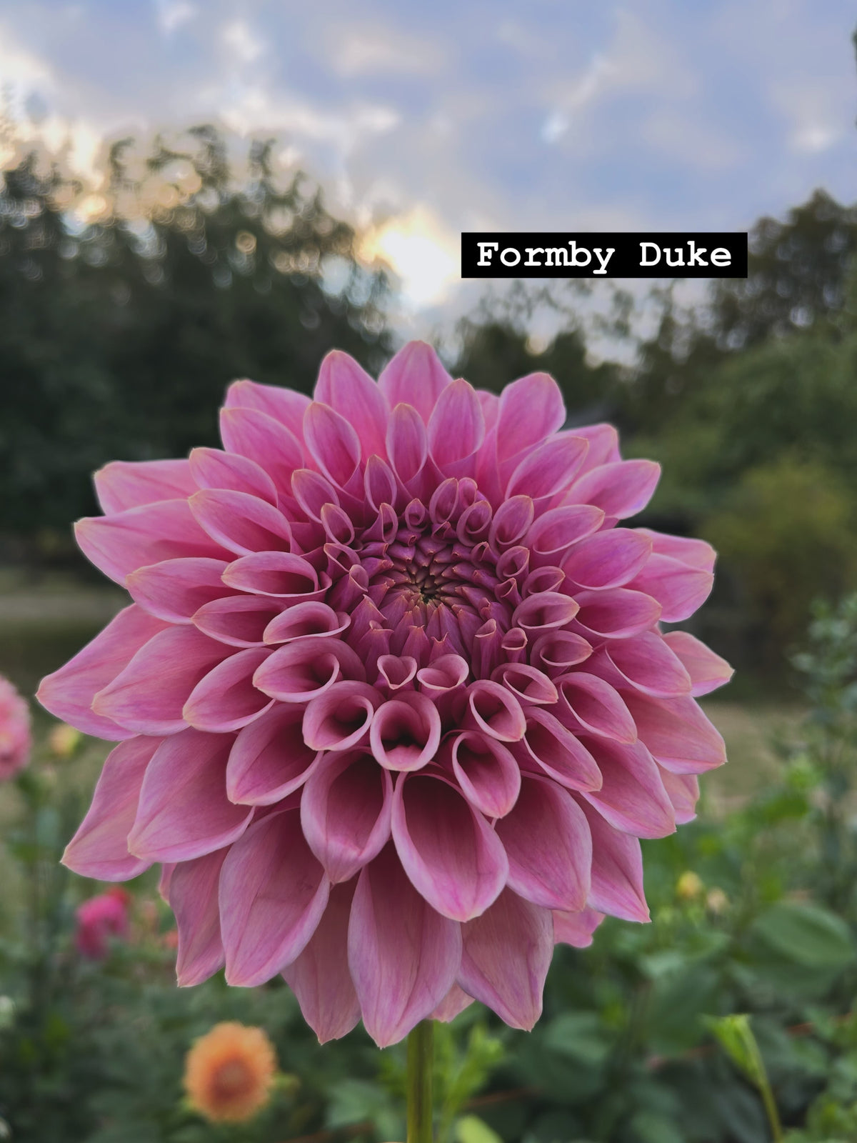 Formby duke