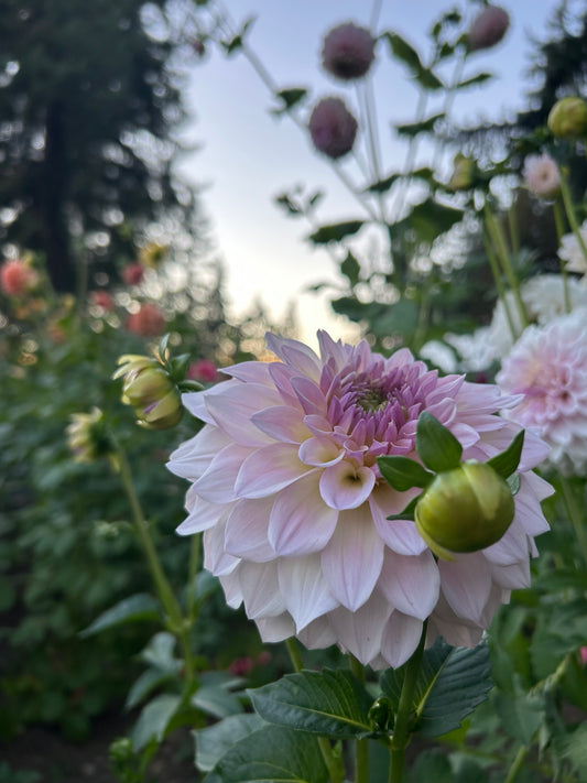 Mayberrys lavender moon