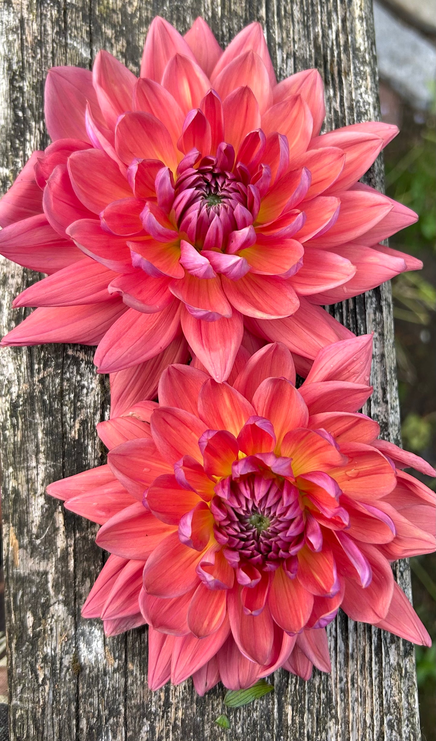 Dutch pearl