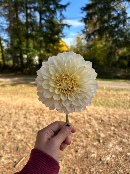 Florelie antique