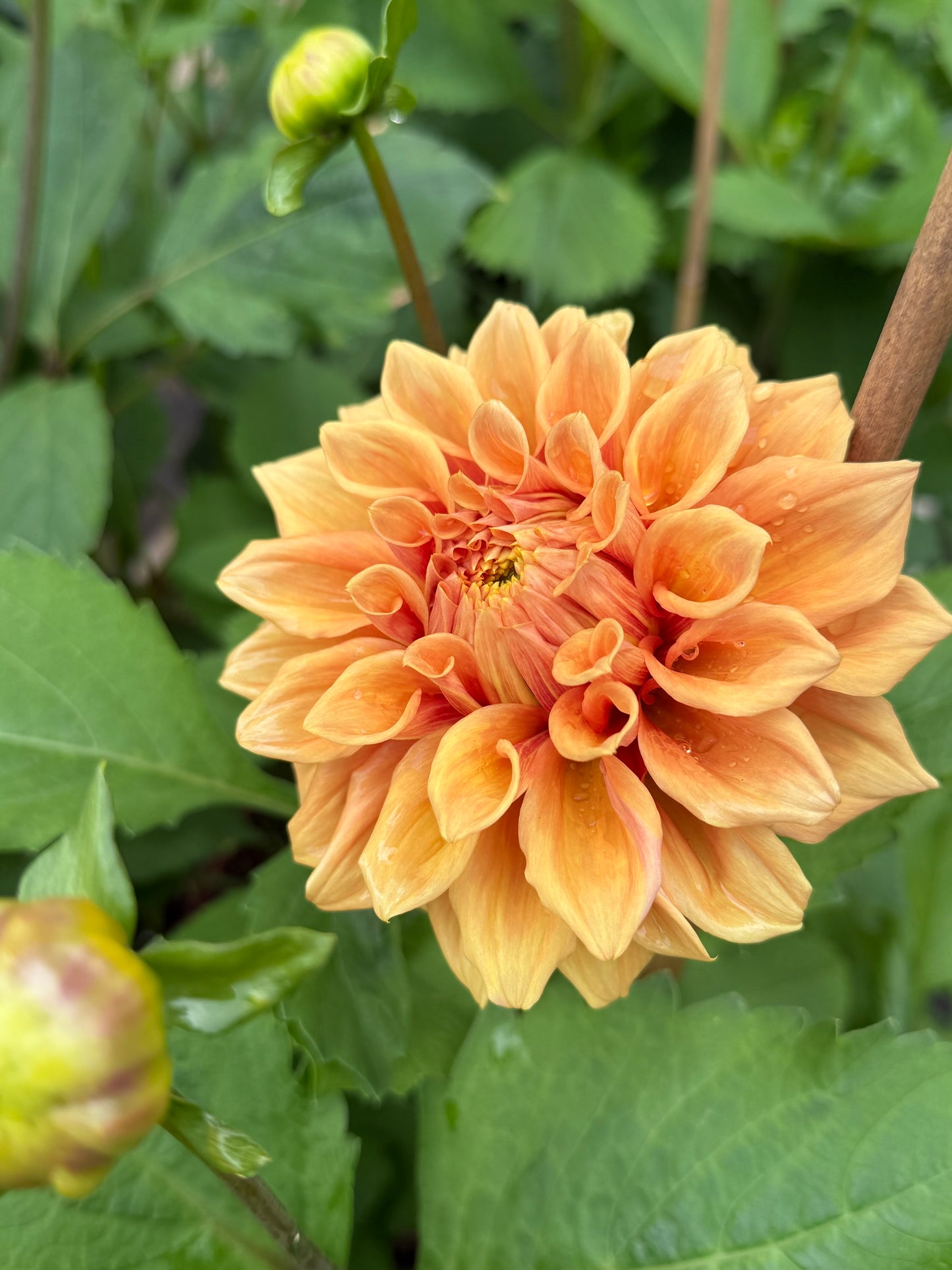 Everbloom Terracotta Rooted Cutting