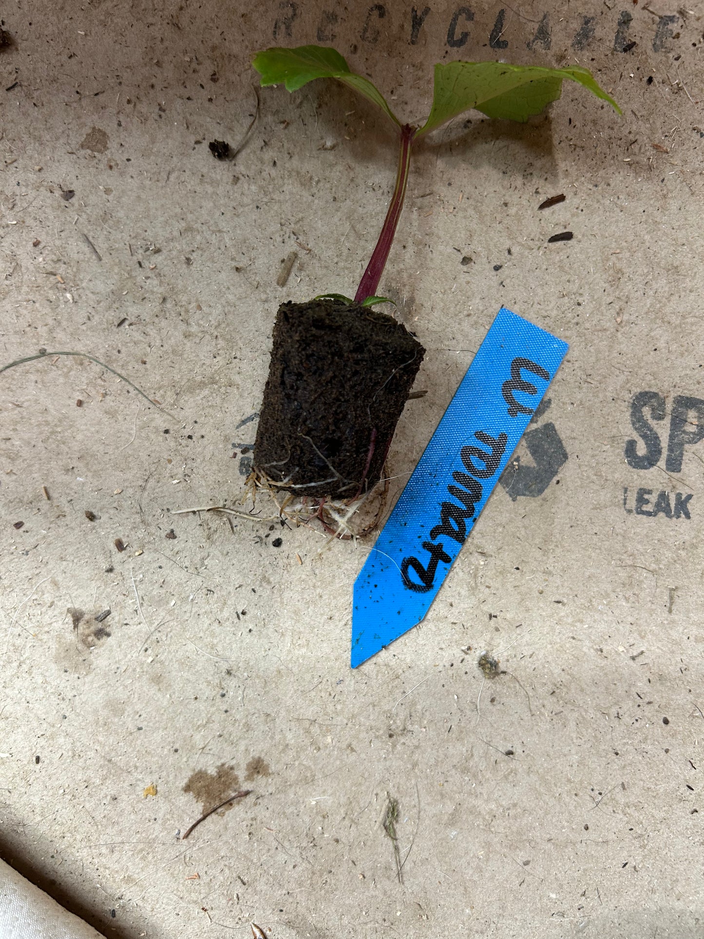 Fall shipped rooted dahlia cutting- Levi’s Tomato