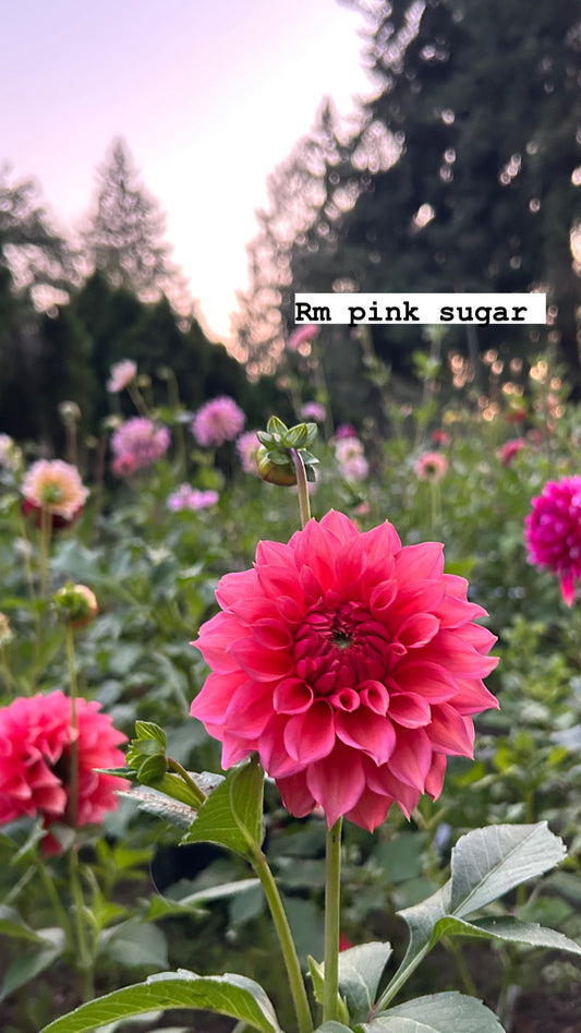 RM Pink Sugar