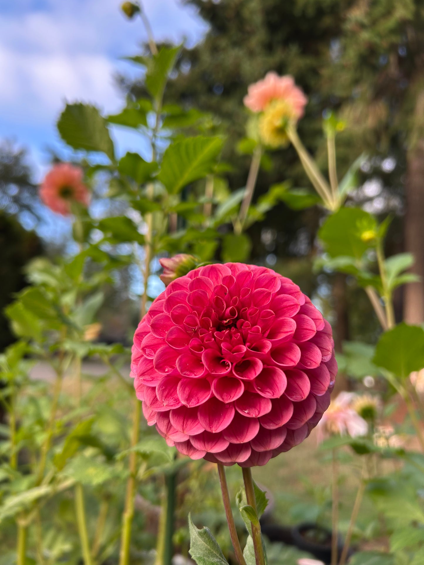 Levi’s crimson dawn