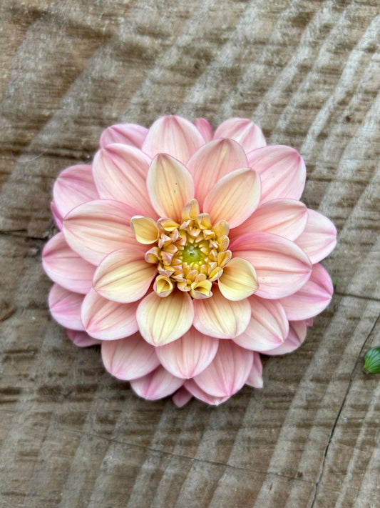 Florelie Kindness