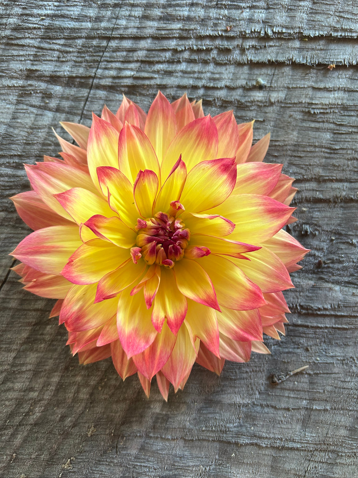 Aloa sunset queen
