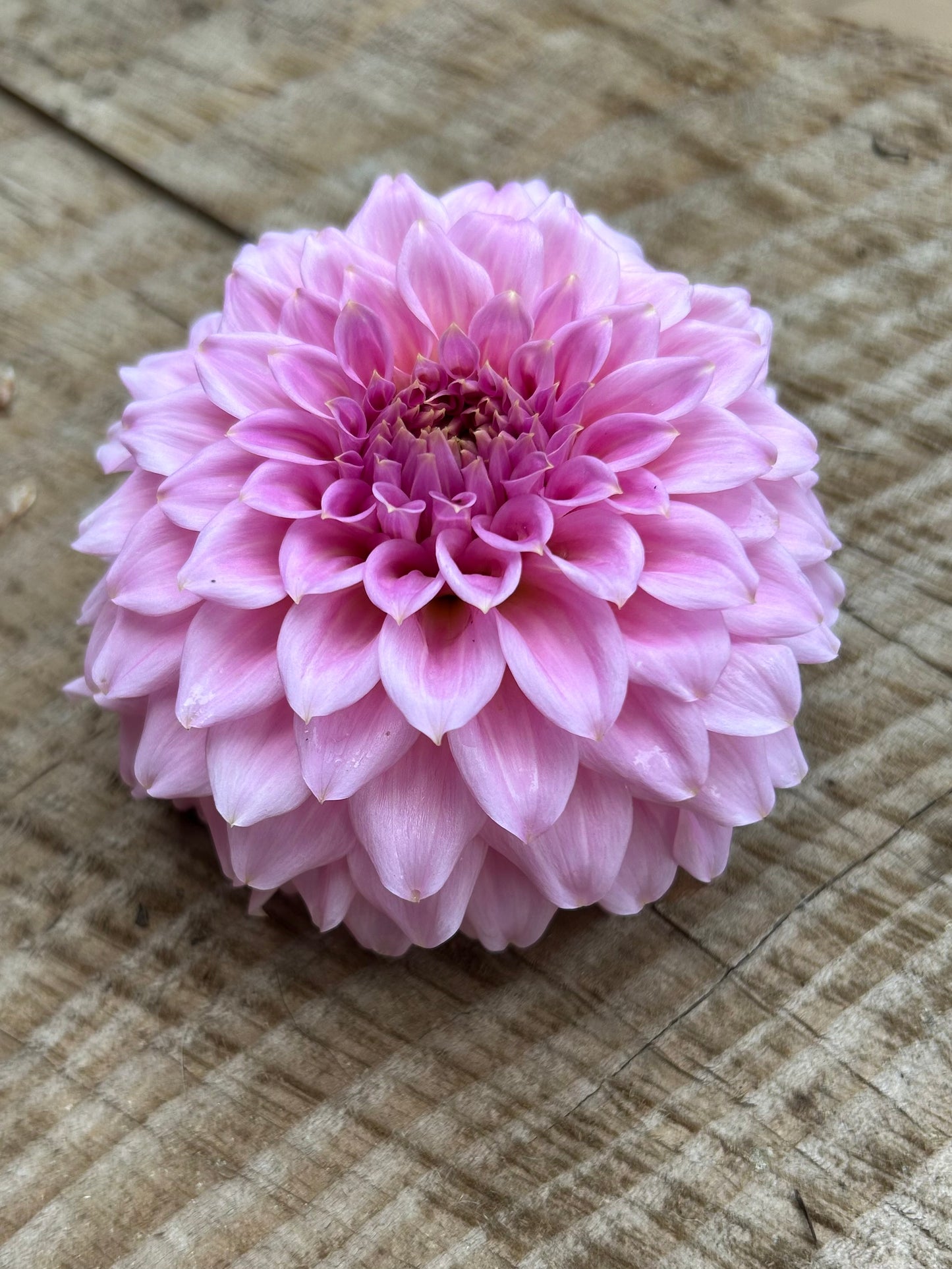 Fall shipped rooted dahlia cutting - Araluen Leatrice