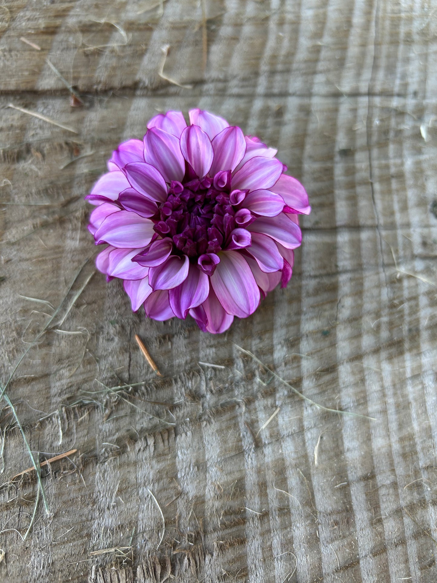 Blueberry Classic 🖤