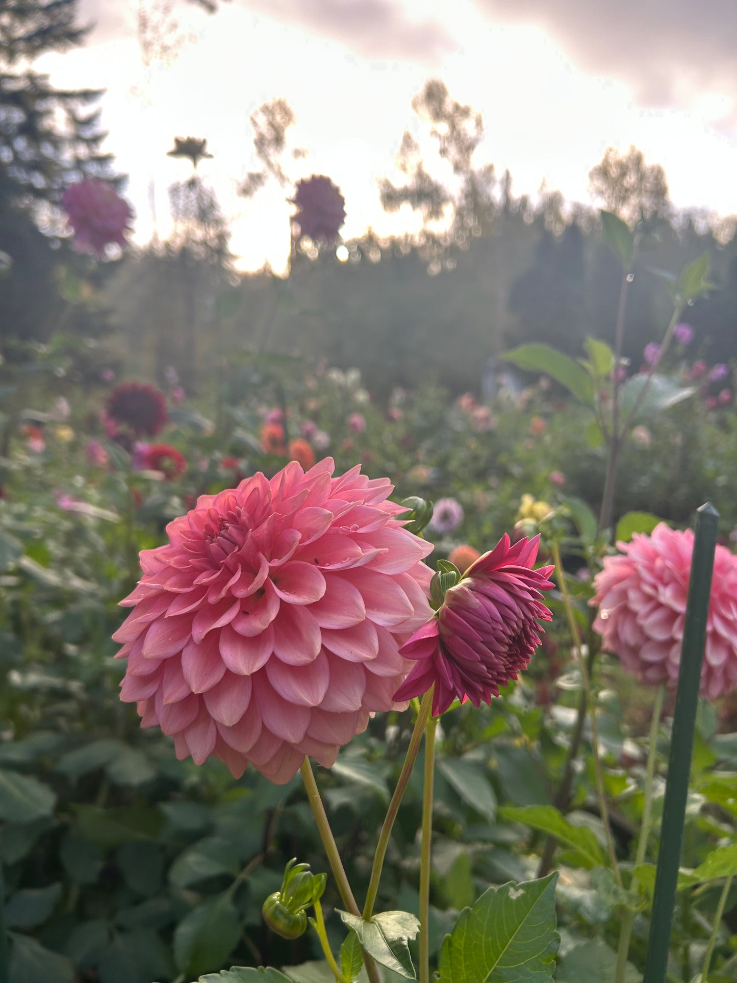 Fall shipped rooted dahlia cutting- Levi’s Dreamwalk