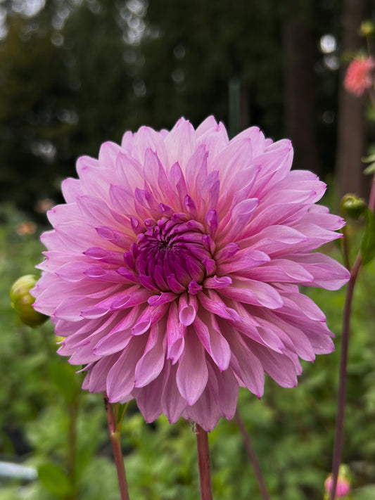 Lees Flute Loop Lavender