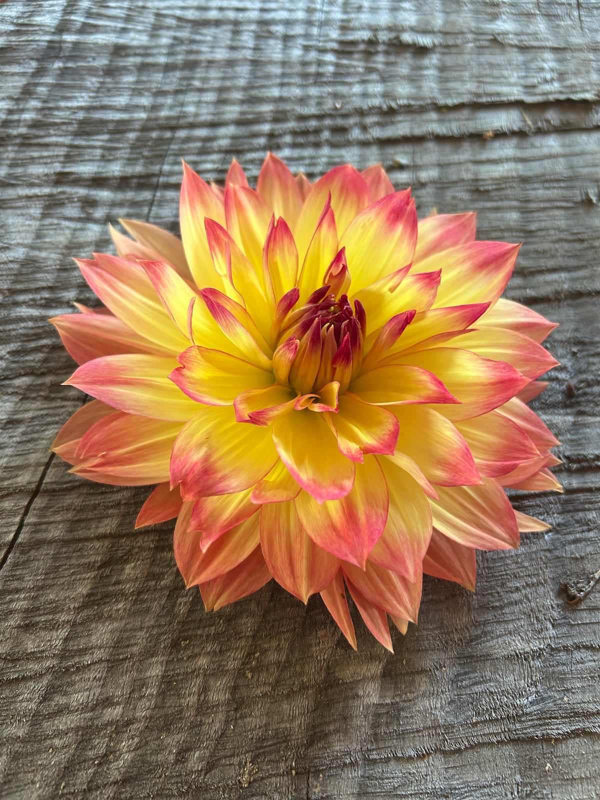 Aloa sunset queen