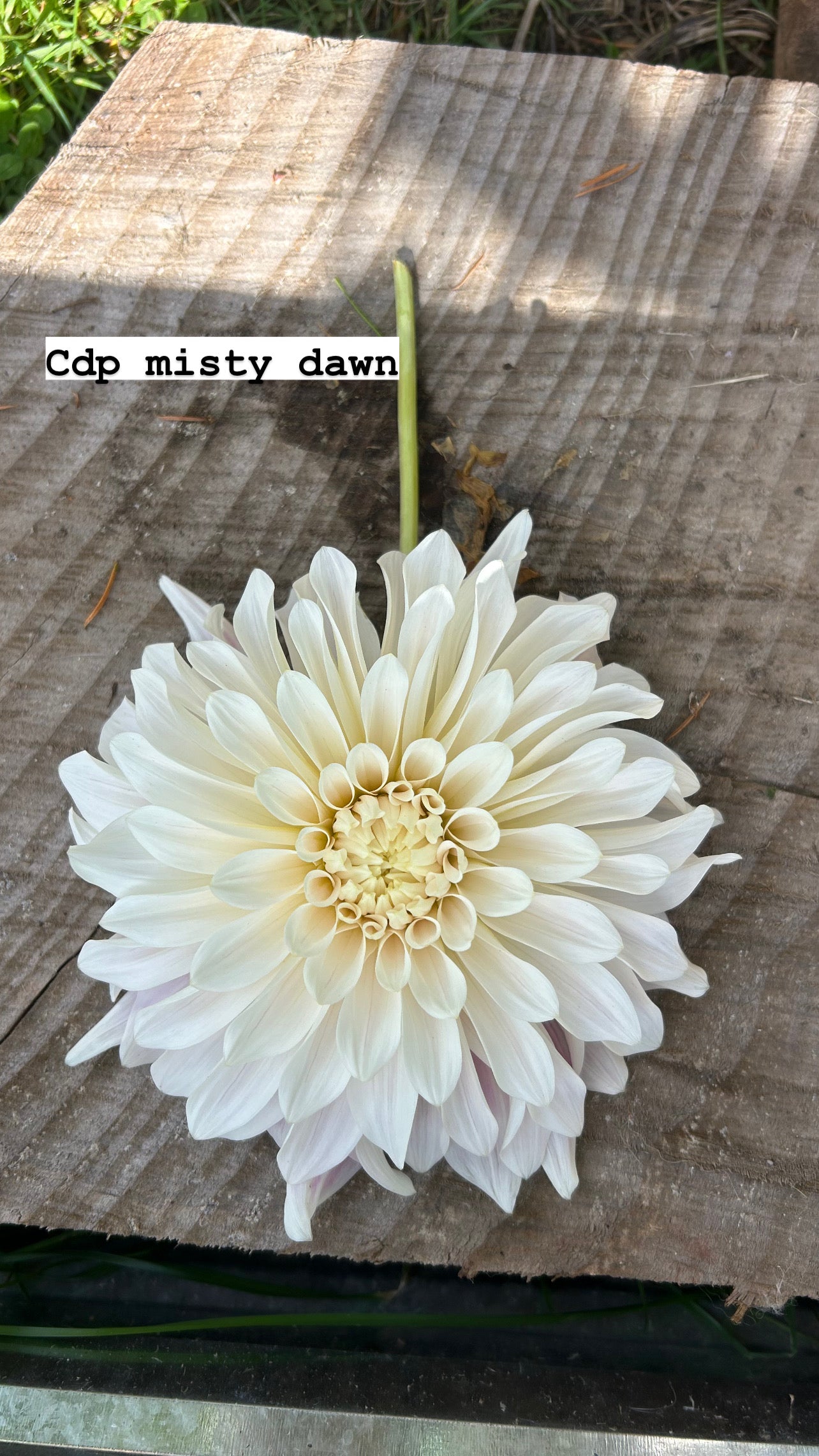 CDP Misty Dawn