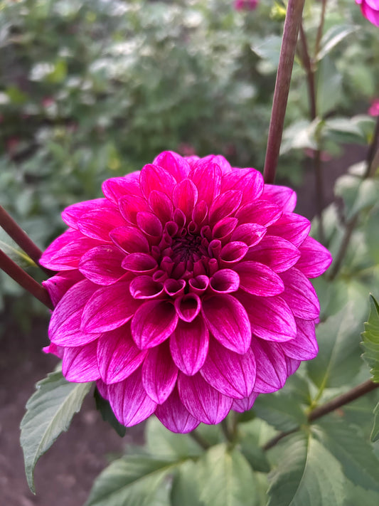 Rm Berry Bliss