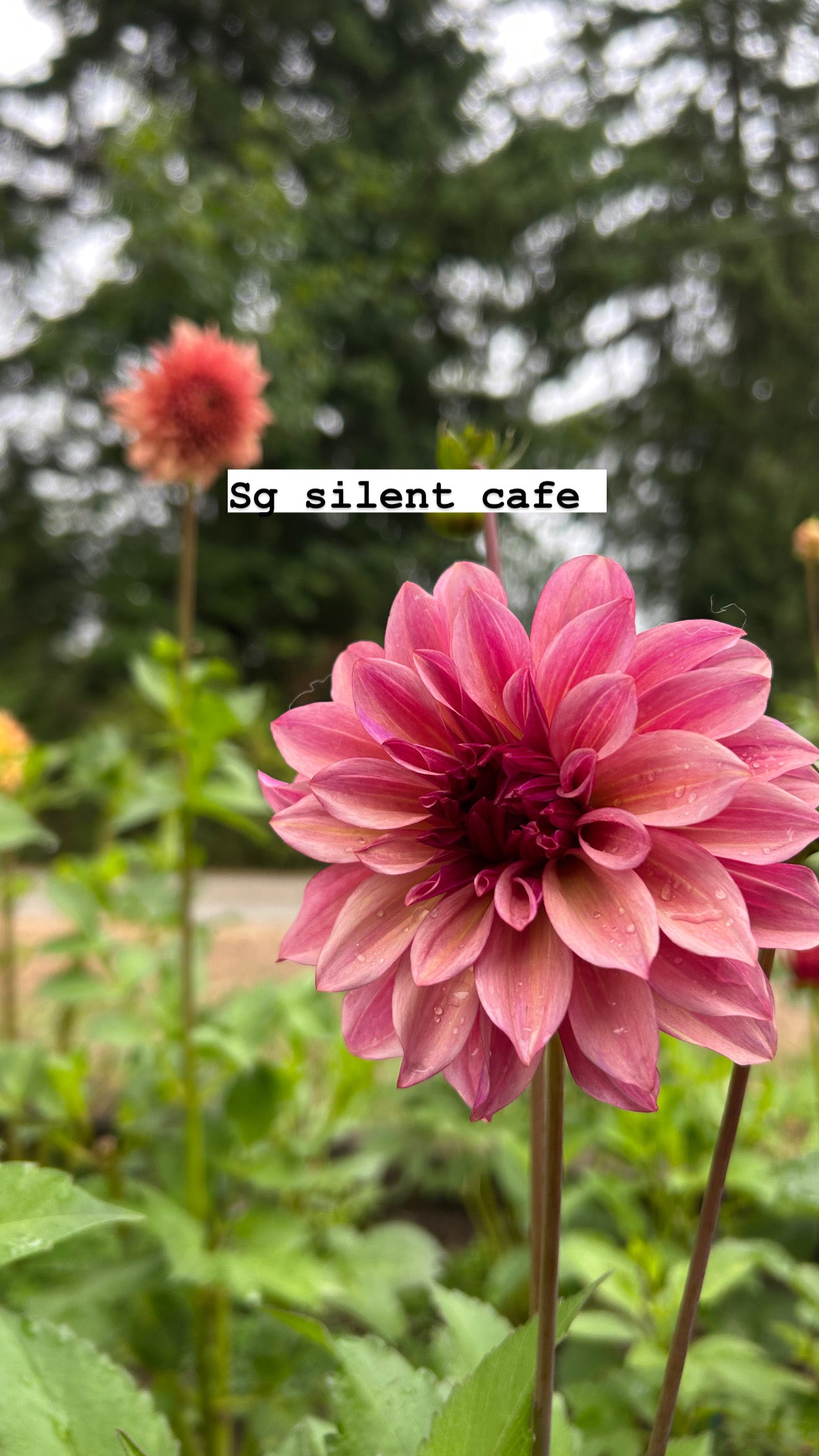 SG Silent Cafe