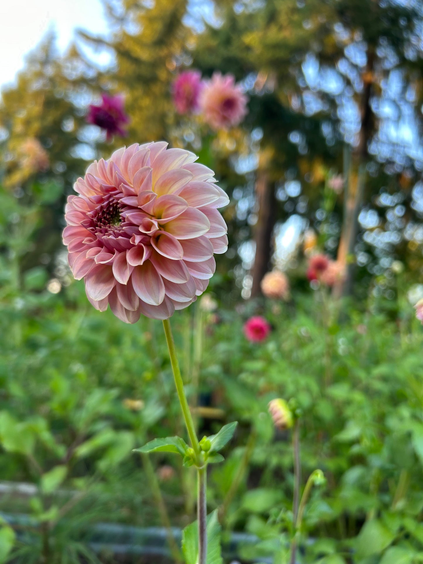 Fall shipped rooted dahlia cutting - Coorabell Jessie