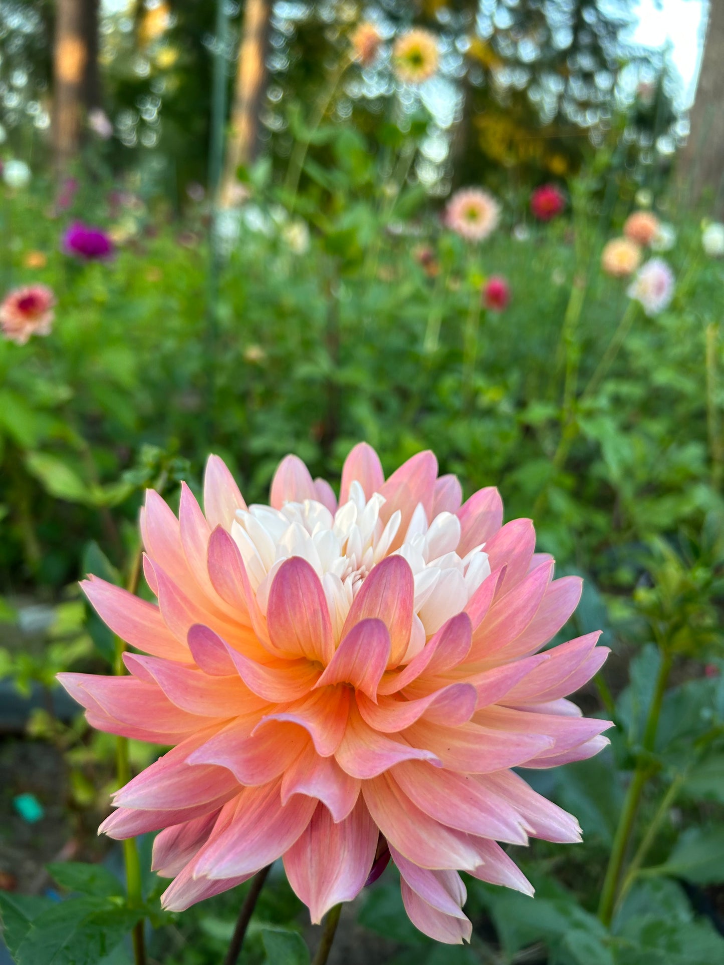 Fall shipped rooted dahlia cutting- Annie Bananie