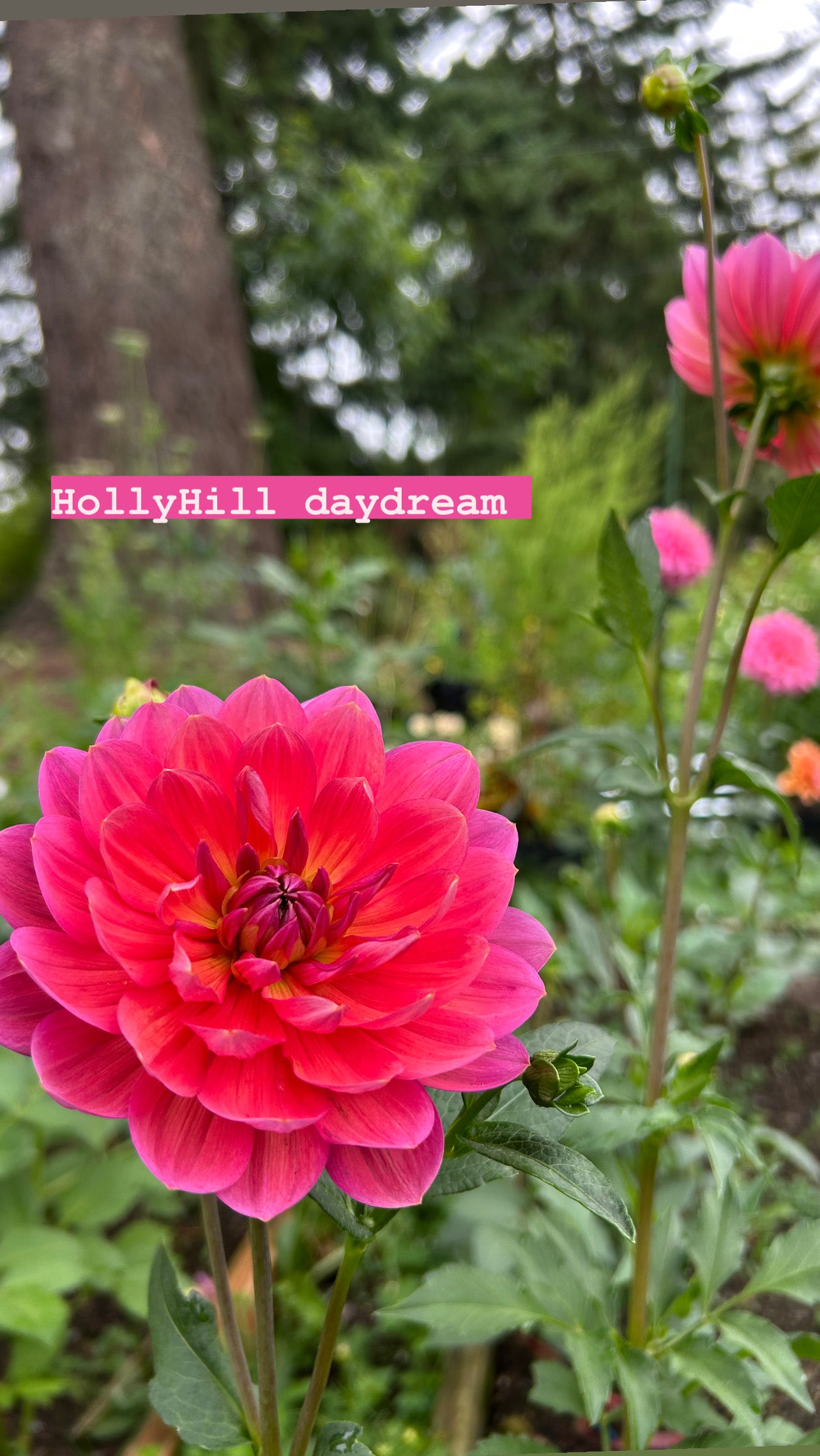Hollyhill daydream