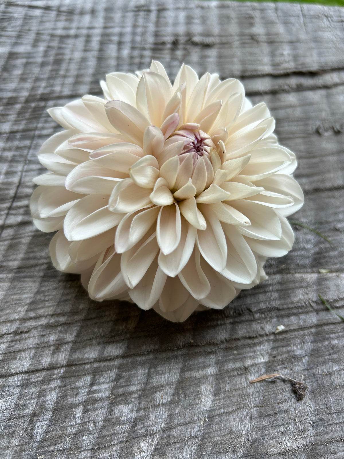 Roe pearly doll