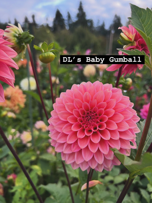 DL’s baby gumball